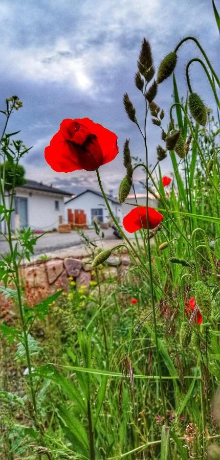 Ferienhaus Sonnenwind Am Hainer See Neukieritzsch Eksteriør billede